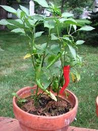 Growing Peppers In Containers How To Grow Peppers In Pots Growing Vegetables Growing Peppers Pepper Plants