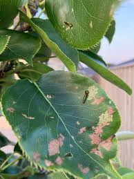 Image result for Sterculia appendiculata
