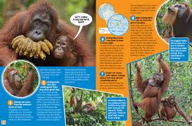 Tanjung is a developing tourist destination on mainland lombok. Orangutans Nwf Ranger Rick