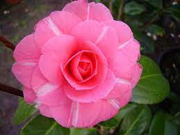 Check spelling or type a new query. Pin On Camellias