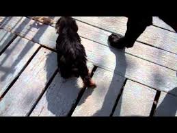 We did not find results for: Teacup Yorkies For Sale In Texas Fort Worth 07 2021