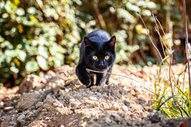 How do keep cats out of yard? Why Do Cats Run Away Reasons Safety Measures Tractive Blog
