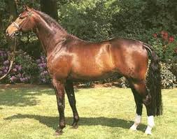 Oldenburg Oldenburg Horses Foals
