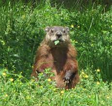 12 Effective Ways To Get Rid Of Groundhogs For Good Groundhog Pictures Get Rid Of Groundhogs Animals