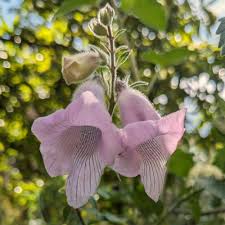 Image result for Ceratotheca integribracteata