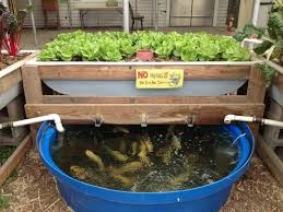 Backyard aquaponics is a wholesome, affordable as well as innovative method of going about growing some of your own food. Aquaponics System Detailed Information Aquaponic Gardening Backyard Aquaponics Aquaponics
