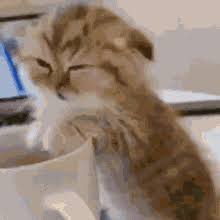 Kopi luwak is known to be the most expensive coffee in the world. Coffee Cat Gif Gifs Tenor
