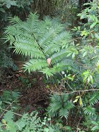 Image result for Ptisana salicifolia