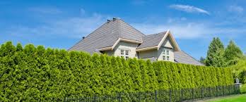 Distance De Plantation A Respecter Arbre Arbuste Haie Elagage Com