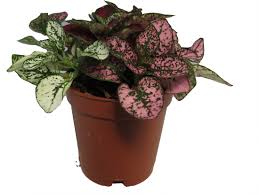 Image result for Hypoestes
