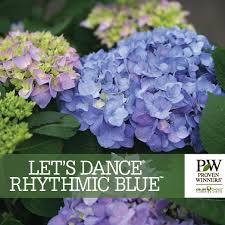 Hydrangea macrophylla 'let's dance blue jangles'. Proven Winners Colorchoice Letspring Meadow Nursery