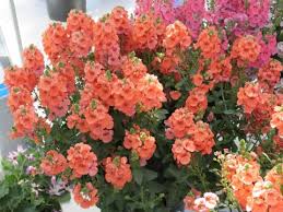 Image result for Diascia