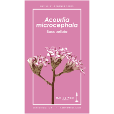 Image result for Microchloa afra