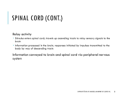 The fibres terminate by synapsing with ventral in addition to the better known descending tracts described above, fibres may also descend to the spinal cord from the interstitial nucleus (located. Chapter 29 Spinal Cord Injury Ppt Download