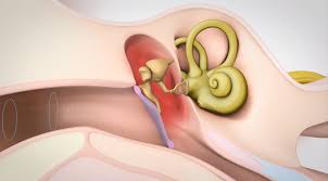 Inner ear malformations are a surprisingly common finding in the inner ears of children with snhl. How The Middle Ear Works The Med El Blog