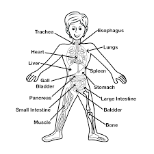 All kids network is dedicated to providing fun and educational activities for parents and teachers to do with their kids. Body Parts Name 2day Education