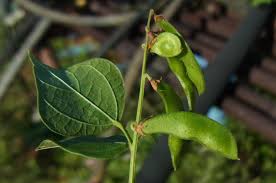 Image result for Rhynchosia albissima