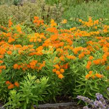 We'll show you the best flower varieties to get your garden fluttering. Photo Essay Extremely Drought Tolerant Perennials Perennial Resource