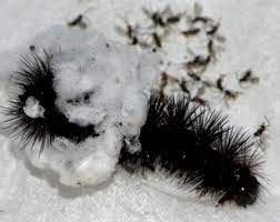 We did not find results for: Parasitoids On Giant Leopard Moth Caterpillar Bugguide Net