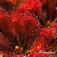 Image result for Droseraceae
