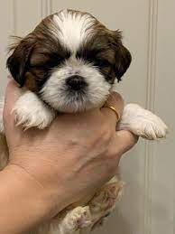 We also saw this facebook page of t&j breeding with love that focuses on. Shih Tzu Puppies For Sale In The Usa Home Facebook