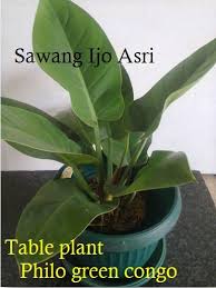 10 jenis anthurium berdaun lebar. Pin On Tanaman