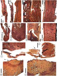 At beijing ii in cliffwood, you can explore the authentic flavors of the chinese culture. New Fossil Pinaceae From The Early Cretaceous Of Mongolia
