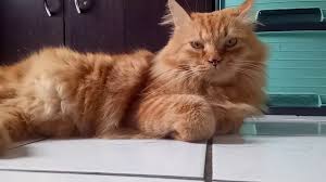 Harga gambar kucing parsi harga kucing persia terbaru hari. Kucing Parsi Malaysia Youtube