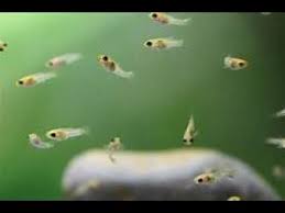 How To Take Care Of Baby Molly Fish Part 1 Youtube