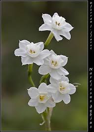 Treknature Narcissus Dubius Photo Birth Month Flowers Narcissus Flower Tattoos Birth Flower Tattoos