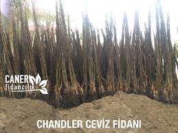 Ceviz Fidani Balikesir Bandirma Caner Fidancilik Sahil Yaya Tarim
