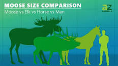 Image result for picture of a moose standing next to an adult human