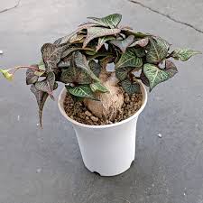 Image result for Euphorbia