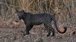 Black leopards played against amazulu in 2 matches this season. Black Leopards Score Update