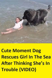 Cute Moment Dog Rescues Girl In The Sea After Thinking She S In Trouble Video Rescue Dogs Dogs Cute Funny Animals
