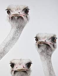 love it july 21 2015 droles instantanees hayvanlar cok sirin hayvanlar ve hayvan