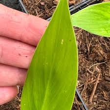 Image result for Ensete gilletii