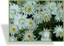 Das perlkörbchen 'silberregen' erweist sich insgesamt als anspruchslos. Perlkorbchen