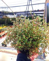 Image result for Crassula expansa