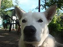 Богемская овчарка или цыганская овчарка (ходский пёс). Wikizero Belaya Shvejcarskaya Ovcharka