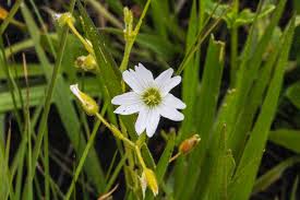 Image result for Cerastium afromontanum