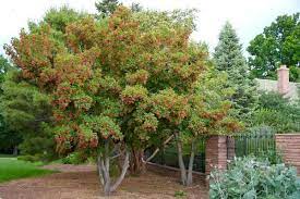 Take a look at our selection of magnolias available magnolia trees. Finally A List Of Trees That Thrive Along Colorado S Front Range The Denver Post