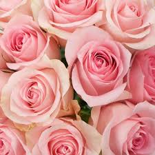 Luciana Light Pink Rose Fiftyflowers Com Light Pink Rose Rose Flower Aesthetic