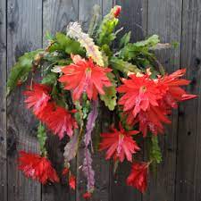 Both thanksgiving cactus and christmas cactus form flower buds as a result of day length and temperature. How To Get An Orchid Cactus To Bloom Askjudy Houseplant411 Com Houseplant 411