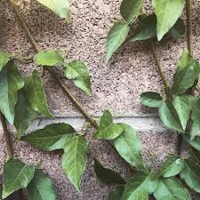 Image result for Dolichandra unguis-cati