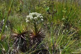 Image result for Eriocaulaceae