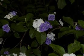 Image result for Brunfelsia australis