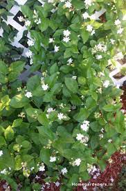 Pin On Gardening Ideas