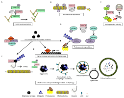 Cancers Free Full Text Hdac6 An Emerging Target Against Chronic Myeloid Leukemia Html