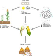 Image result for Mycotoxin